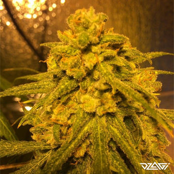 ТГКВ сорта — Jack the Ripper