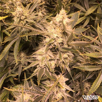 ТГКВ сорта — Skunk #1