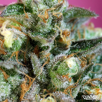 КБД сорта — Sweet Nurse Auto