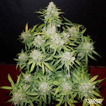 КБД сорта — CBD Crack