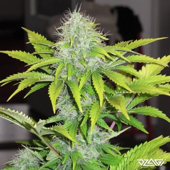КБД сорта — CBD Auto White Widow