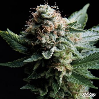 КБД сорта — White Widow CBD