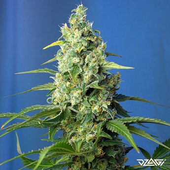 КБД сорта — Honey Peach Auto