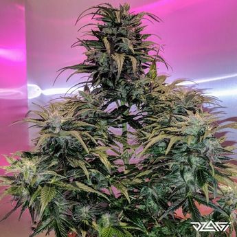 КБД сорта — CBD Auto Charlotte's Angel