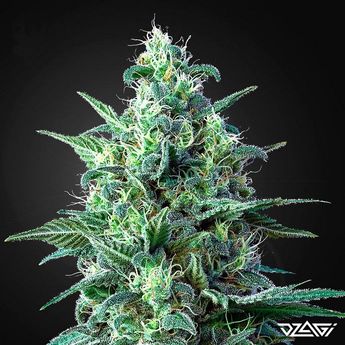 КБД сорта — White Widow CBD Auto