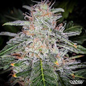 Сорта от боли — ACDC