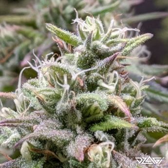 Сорта от боли — Girl Scout Cookies
