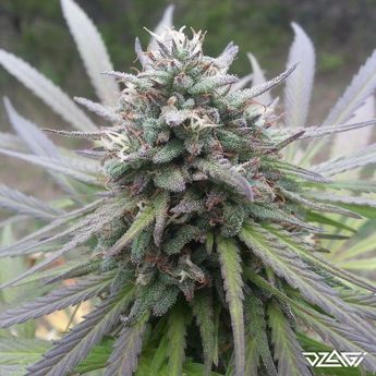 Топ-5 антистресс — AK-47