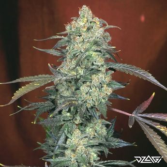 Топ-5 антистресс — Girl Scout Cookies