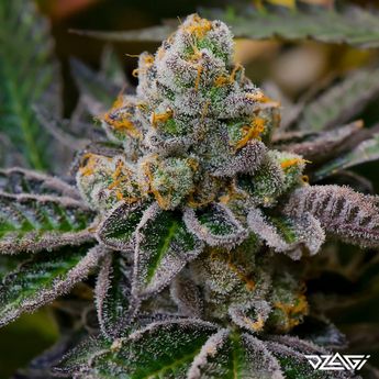 Топ-5 антистресс — Trainwreck