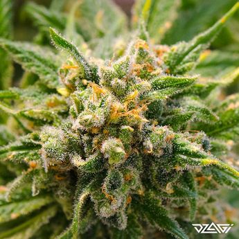 Топ-5 антистресс — Super Sour Diesel