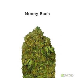 Сорта от депрессии — Blue Cheese