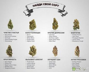 Сорта от депрессии — итоги