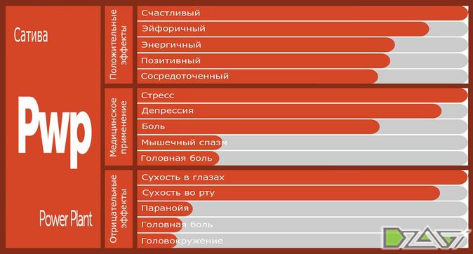 Выбор сорта — фото