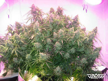 LST — крепление
