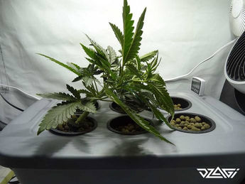 LST — толстые стебли