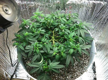 LST — аккуратный сгиб
