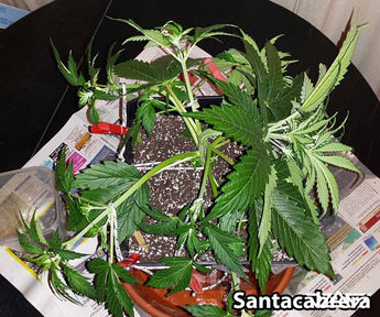 LST — повреждение и пластырь