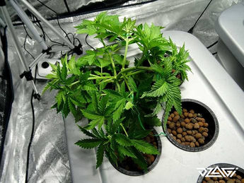 LST — восстановление