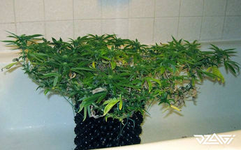 LST — на цветении