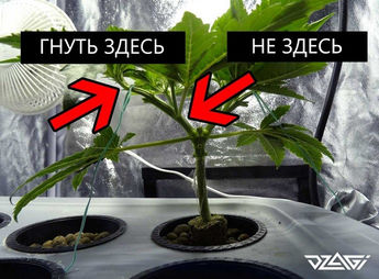LST — множество шишек