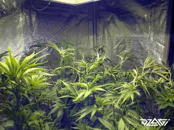 LST — жирные колы