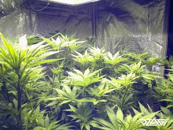 LST — результат