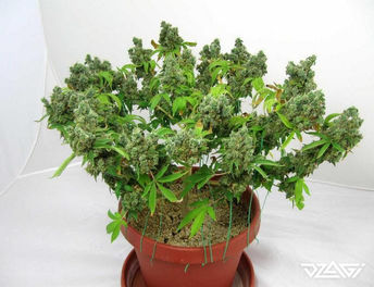 LST — густой куст