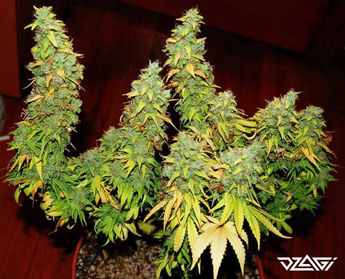 LST — равномерное освещение