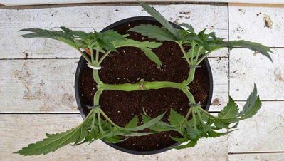 Fluxing — финальный результат