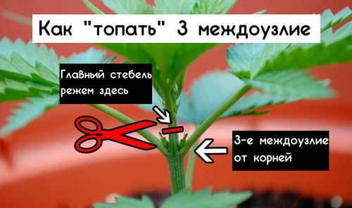 Мейн-лининг — пример