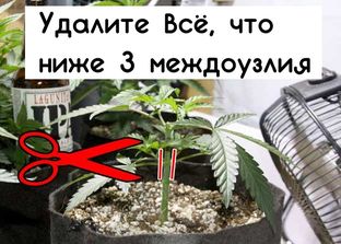 Мейн-лининг — 8 кол