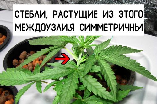 Мейн-лининг — урожай