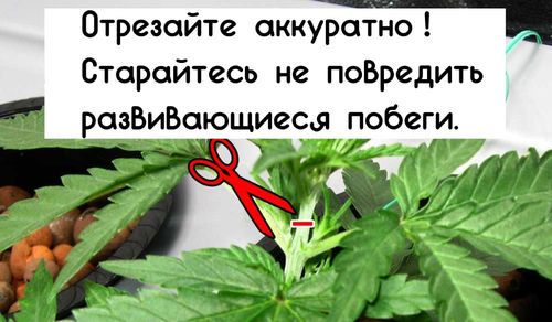 Мейн-лининг — однородность