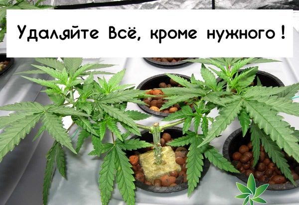 Мейн-лининг — аудит
