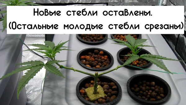 Мейн-лининг — пример