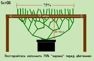 ScrOG схема