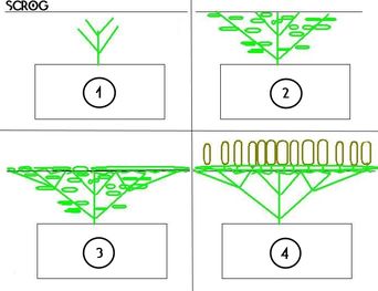 ScrOG результат
