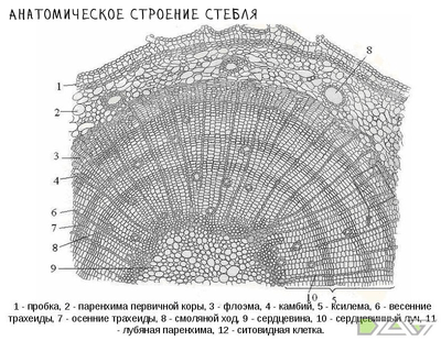 Кольцевание — маркировка