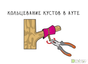 Кольцевание — инфографика