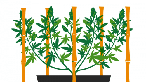 Поддержка кол — SCROG