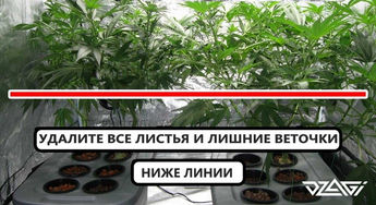 Корневая система