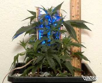 LST для сатив — процесс