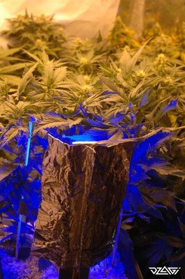 LST для сатив — результат