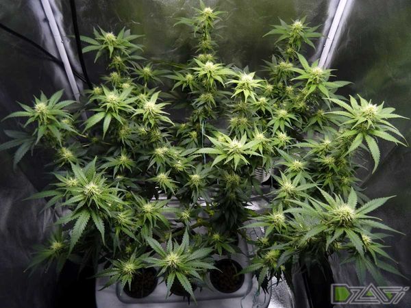 LST автоцветов