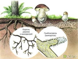 Фитогормоны — ауксины