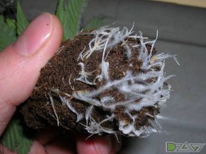 Фитогормоны — действие