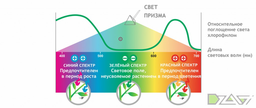 Сам вырастил 2