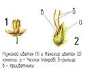 Пол 2