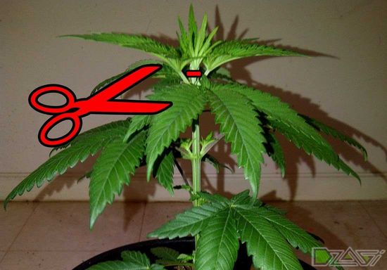 CDD 12